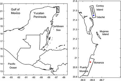 Population Dynamics of Benthic-Epiphytic Dinoflagellates on Two Macroalgae From Coral Reef Systems of the Northern Mexican Caribbean